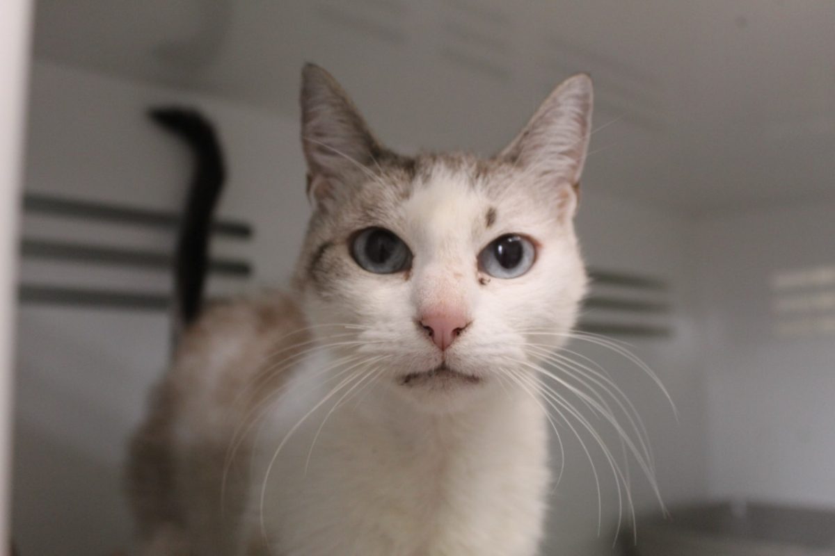 Brooke - Chat Européen à adopter