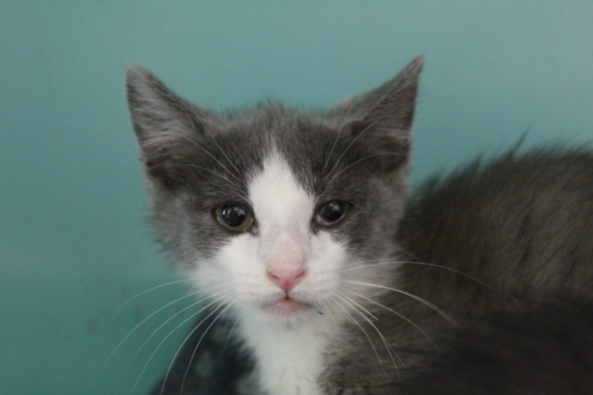 Binou - Chat Européen à adopter