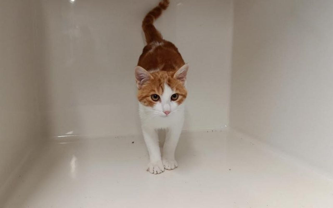 Arlo - Chat Européen à adopter