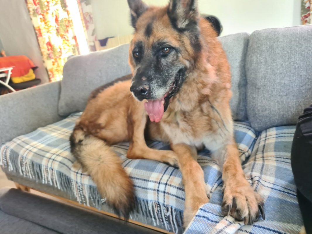 Jo - Chien Berger Allemand à adopter