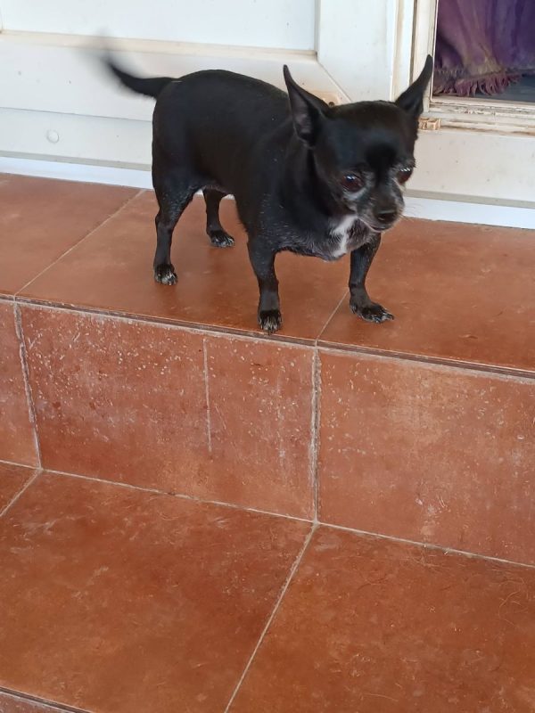 Valeria - Chien Chihuahua à adopter - photo 9