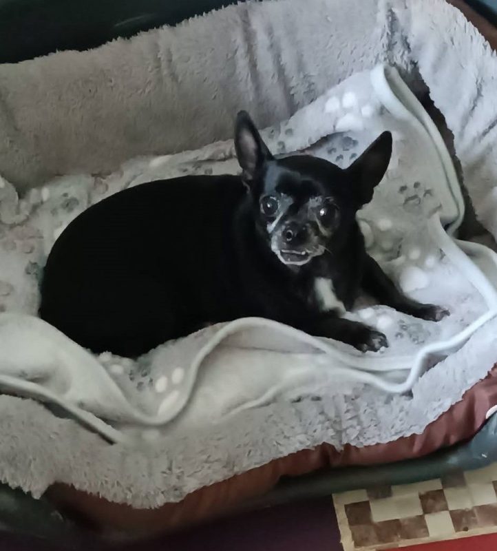 Valeria - Chien Chihuahua à adopter - photo 4