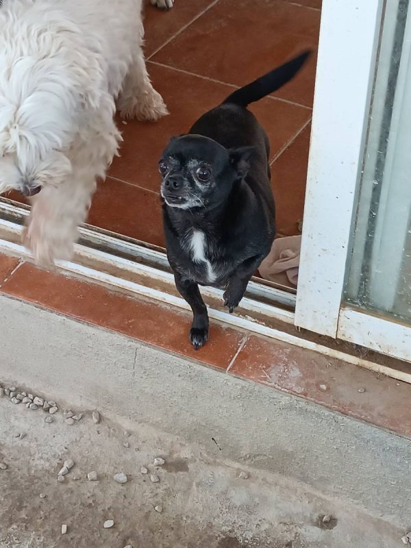 Valeria - Chien Chihuahua à adopter - photo 5