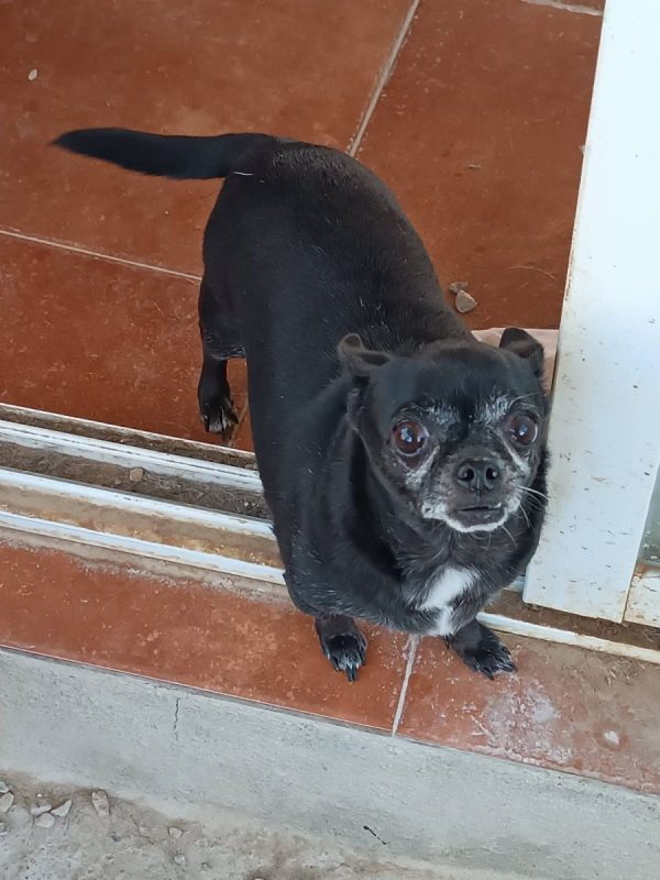 Valeria - Chien Chihuahua à adopter - photo 10