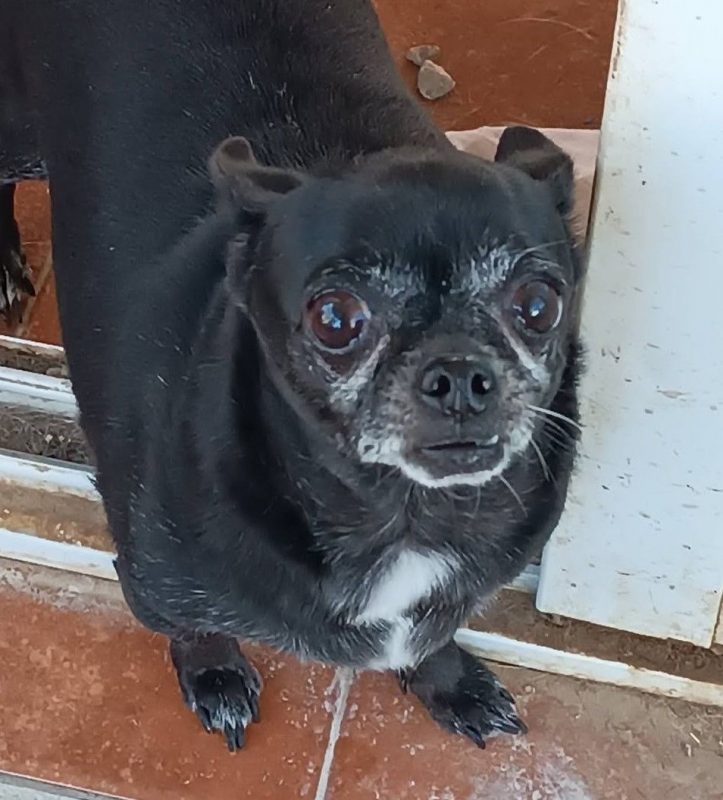 Valeria - Chien Chihuahua à adopter - photo 11