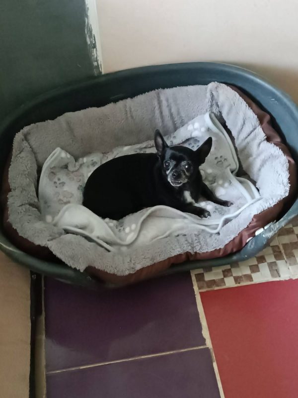 Valeria - Chien Chihuahua à adopter - photo 7