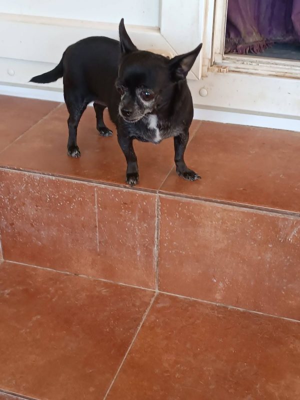Valeria - Chien Chihuahua à adopter