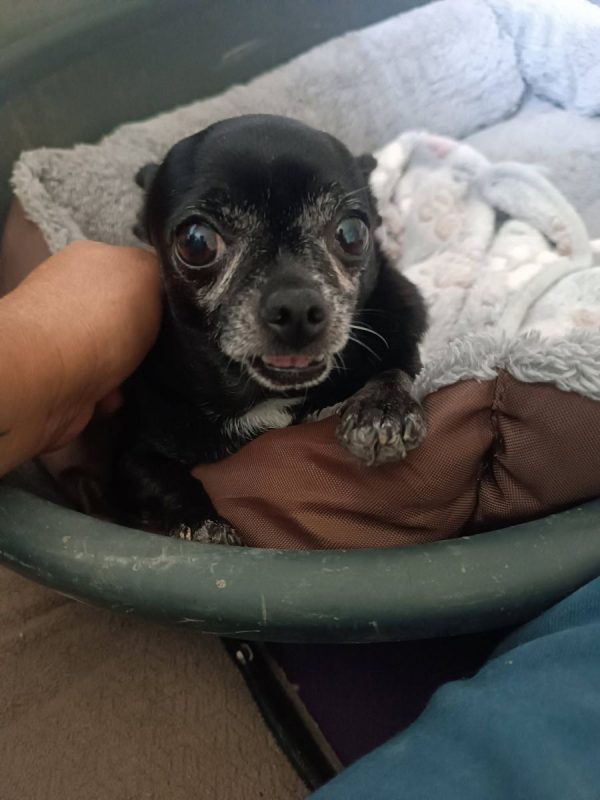 Valeria - Chien Chihuahua à adopter - photo 2