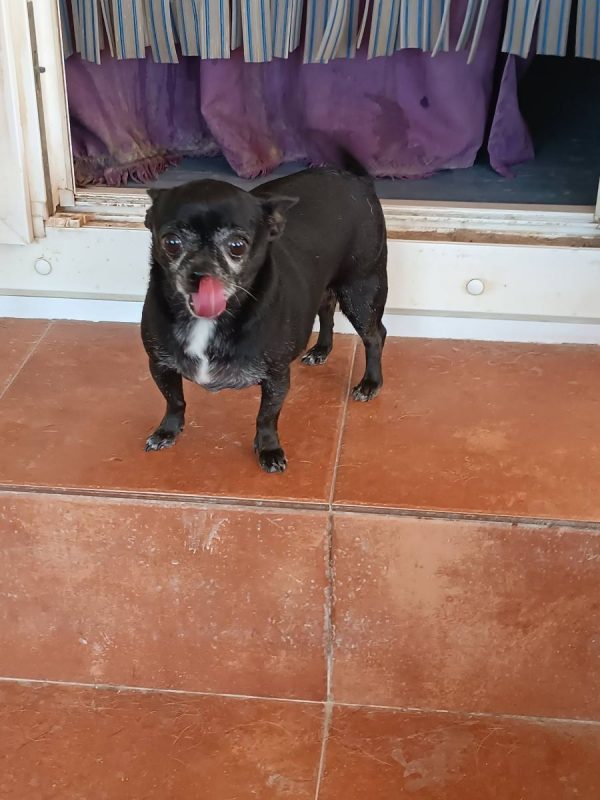 Valeria - Chien Chihuahua à adopter - photo 8