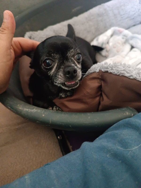 Valeria - Chien Chihuahua à adopter - photo 6