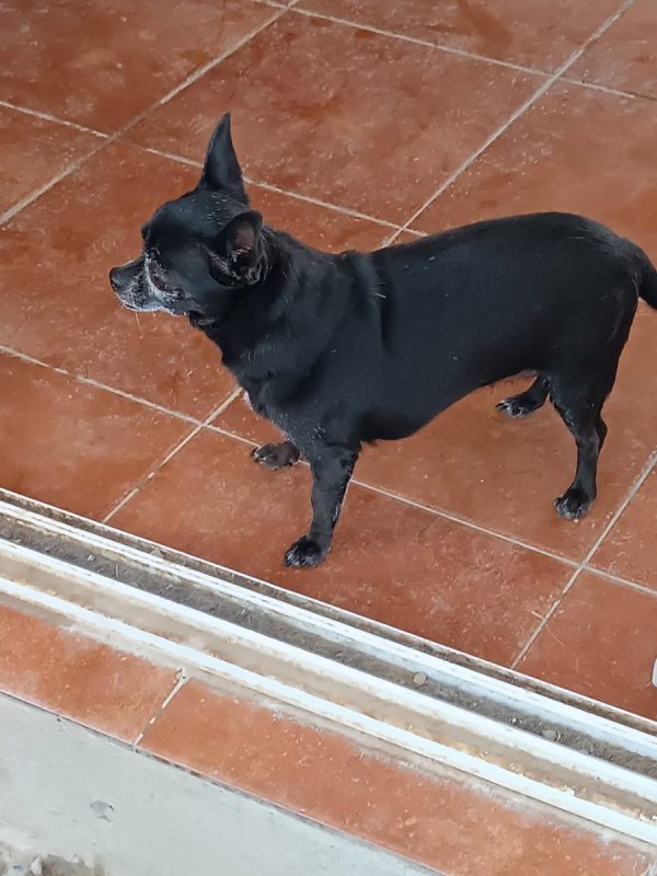 Valeria - Chien Chihuahua à adopter - photo 3