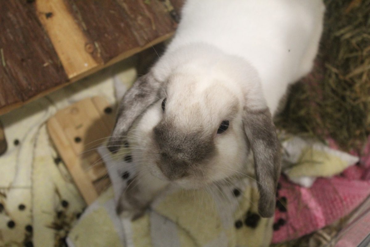 Bretzel - Rongeur Lapin à adopter