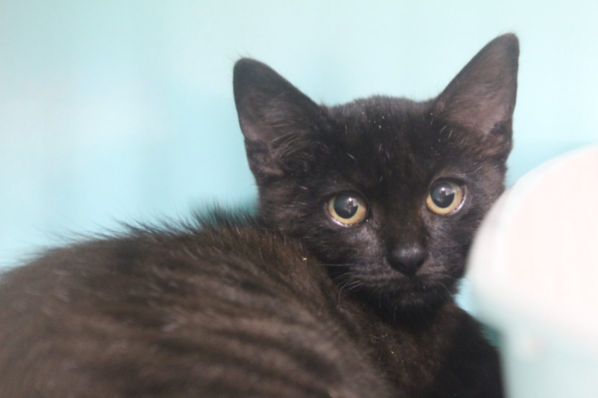 Bernardo - Chat Européen à adopter