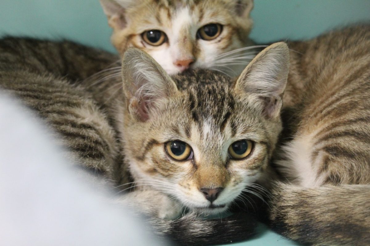Banouna - Chat Européen à adopter