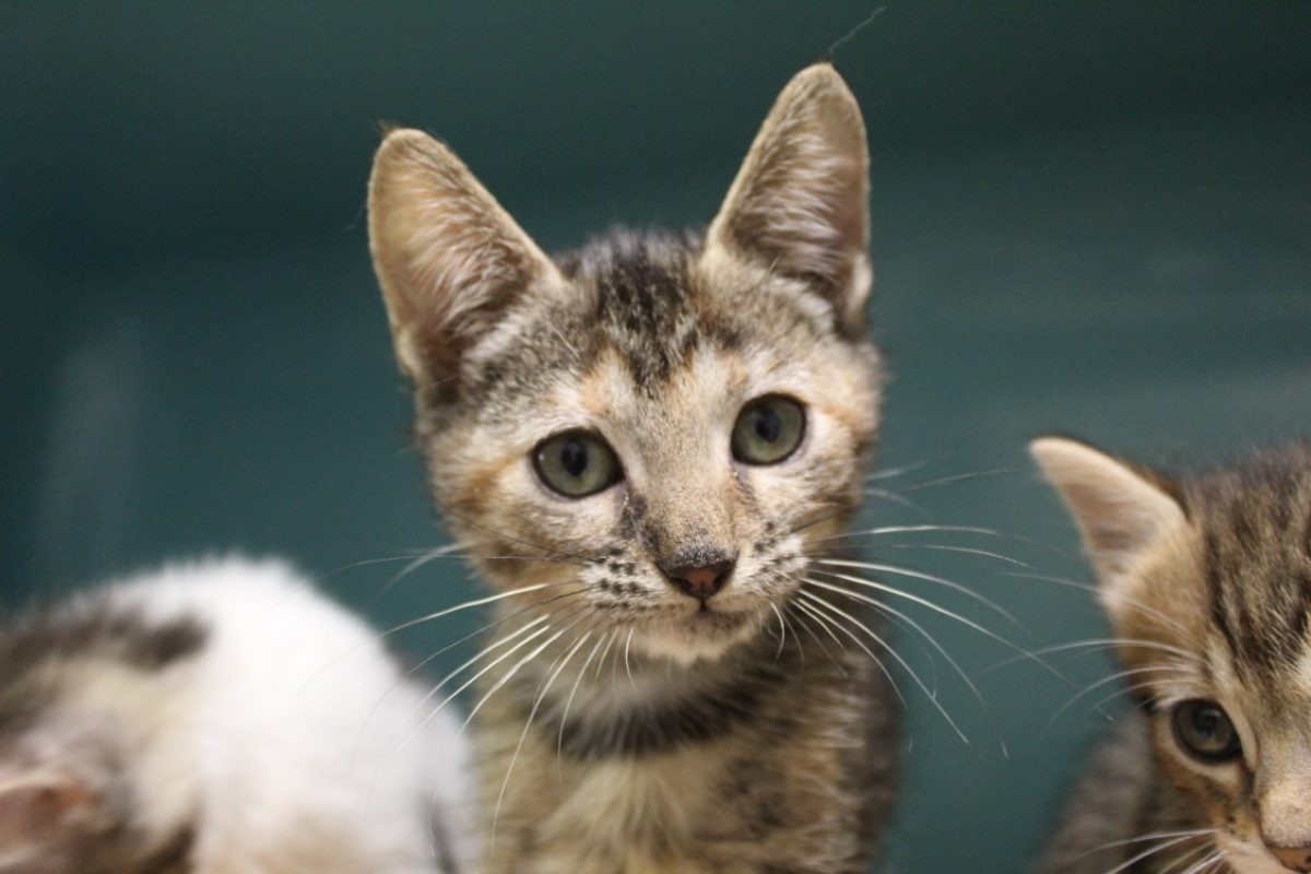 Biscotte - Chat Européen à adopter