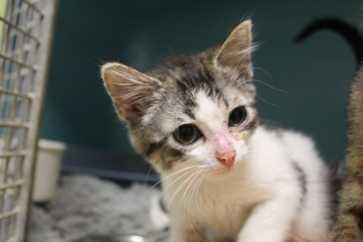 Brume - Chat Européen à adopter