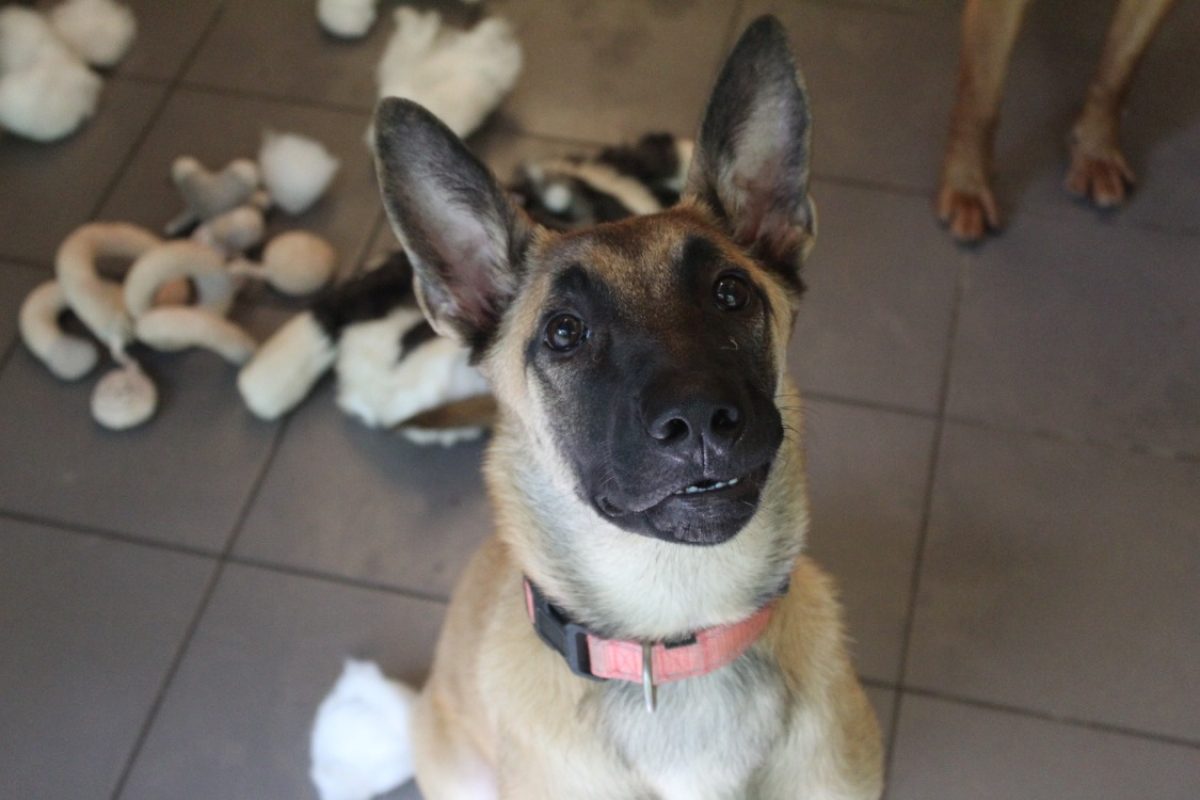 Bayla - Chien Berger Belge Malinois à adopter