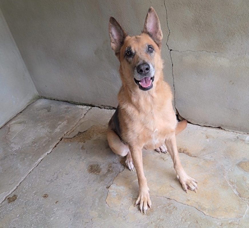 Baissa - Chien Berger Allemand à adopter