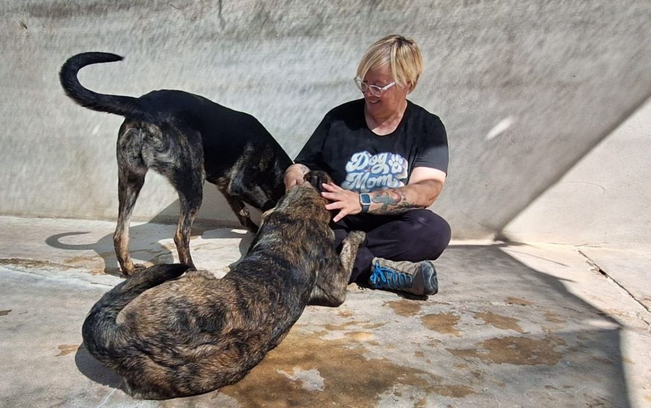 Esmeralda - Chien Berger Belge Malinois x Mastiff à adopter - photo 4