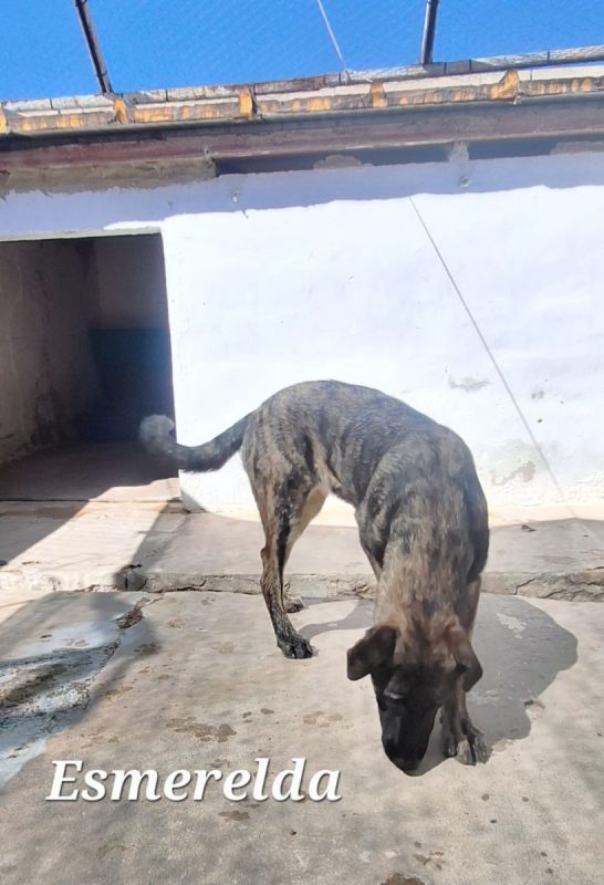 Esmeralda - Chien Berger Belge Malinois x Mastiff à adopter