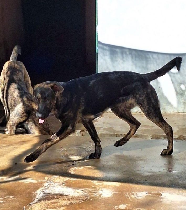 Paris - Chien Berger Belge Malinois x Mastiff à adopter - photo 4