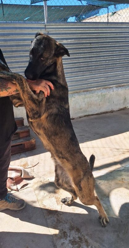 Paris - Chien Berger Belge Malinois x Mastiff à adopter - photo 2