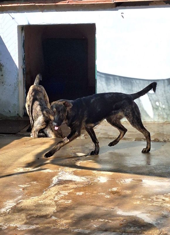 Paris - Chien Berger Belge Malinois x Mastiff à adopter
