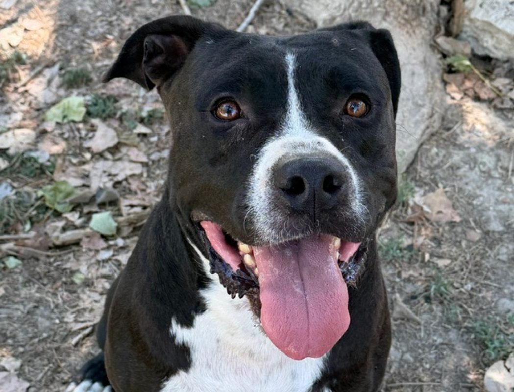 Tay - Chien Bouledogue Américain à adopter