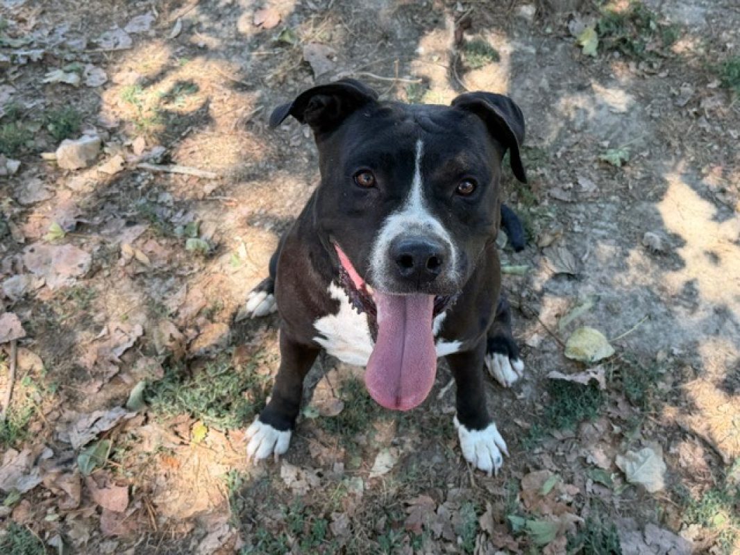 Tay - Chien Bouledogue Américain à adopter - photo 2