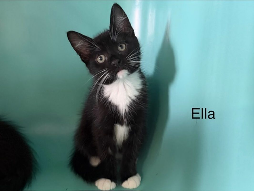 Ella - Chat Européen à adopter