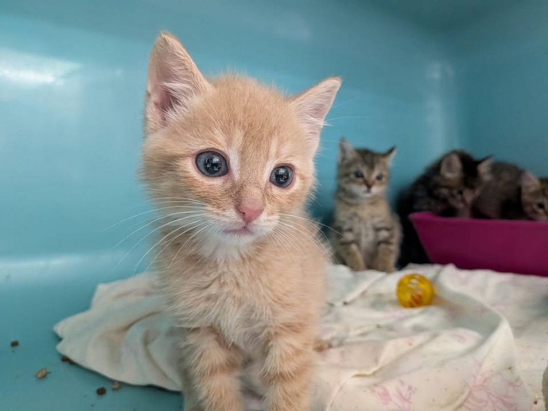 Marshmallow - Chat Européen à adopter