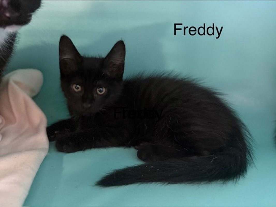 Freddy - Chat Européen à adopter