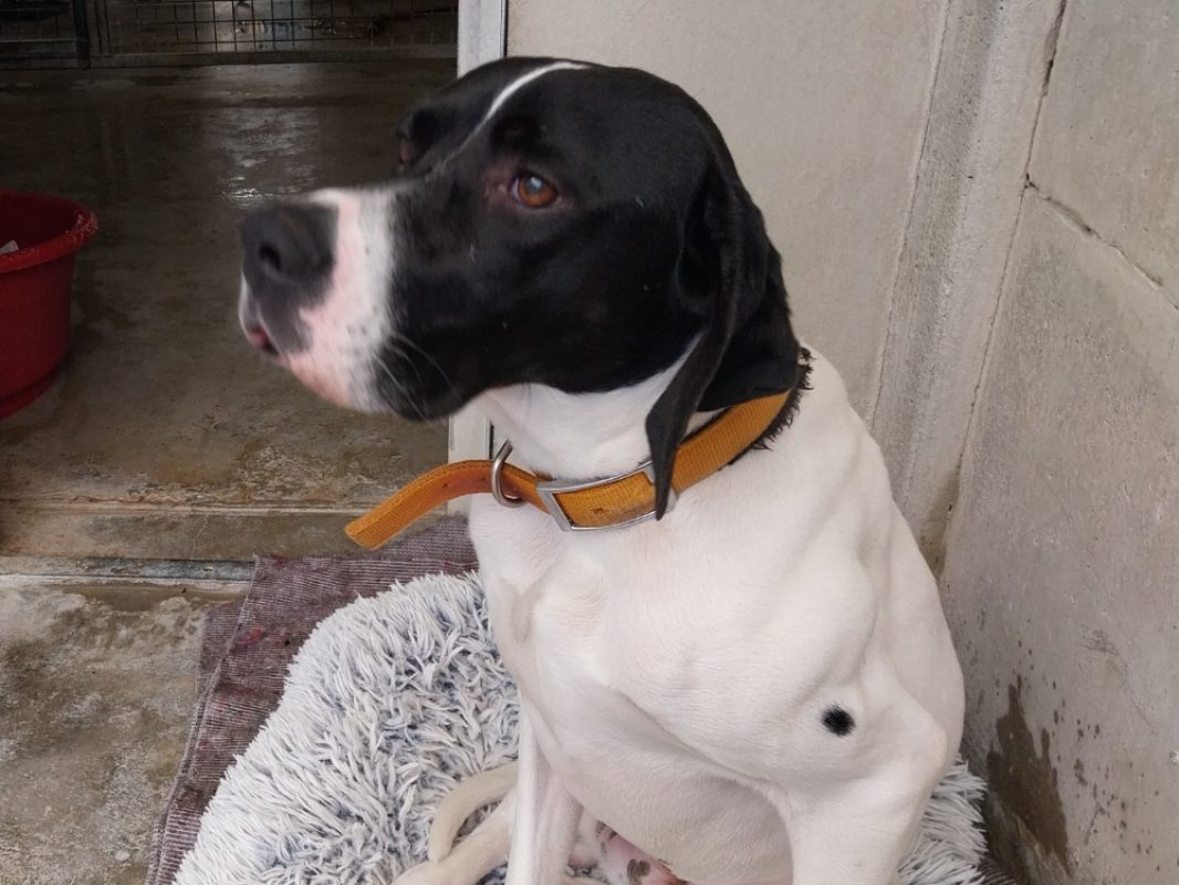 Soso - Chien Pointer Anglais à adopter