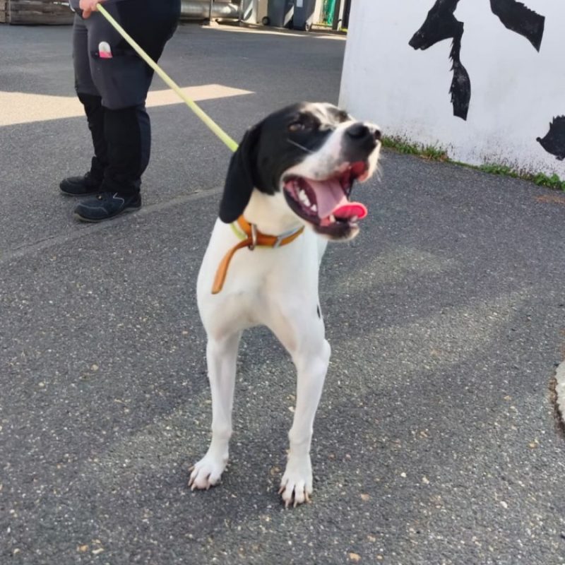 Soso - Chien Pointer Anglais à adopter - photo 2