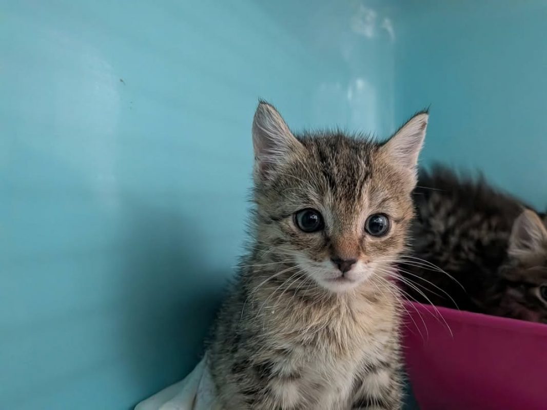 Brindille - Chat Européen à adopter