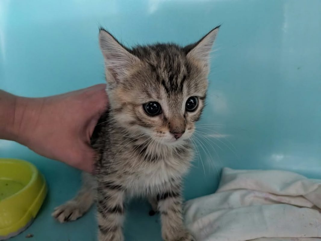 Boulette - Chat Européen à adopter