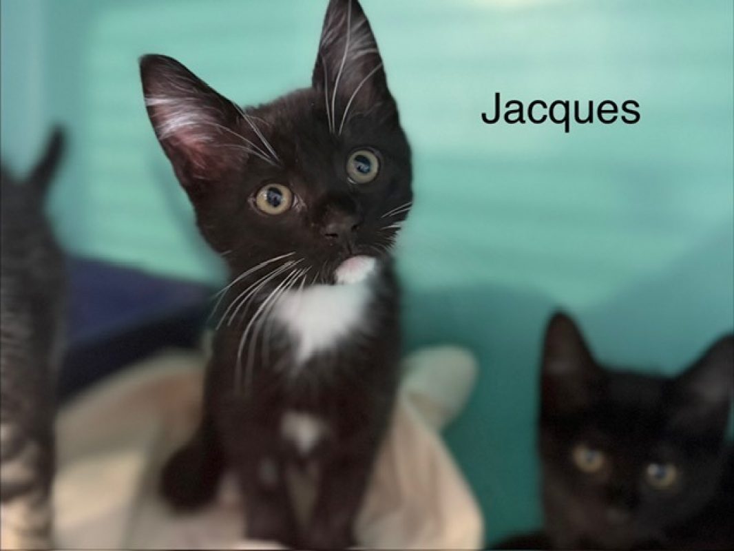 Jacques - Chat Européen à adopter