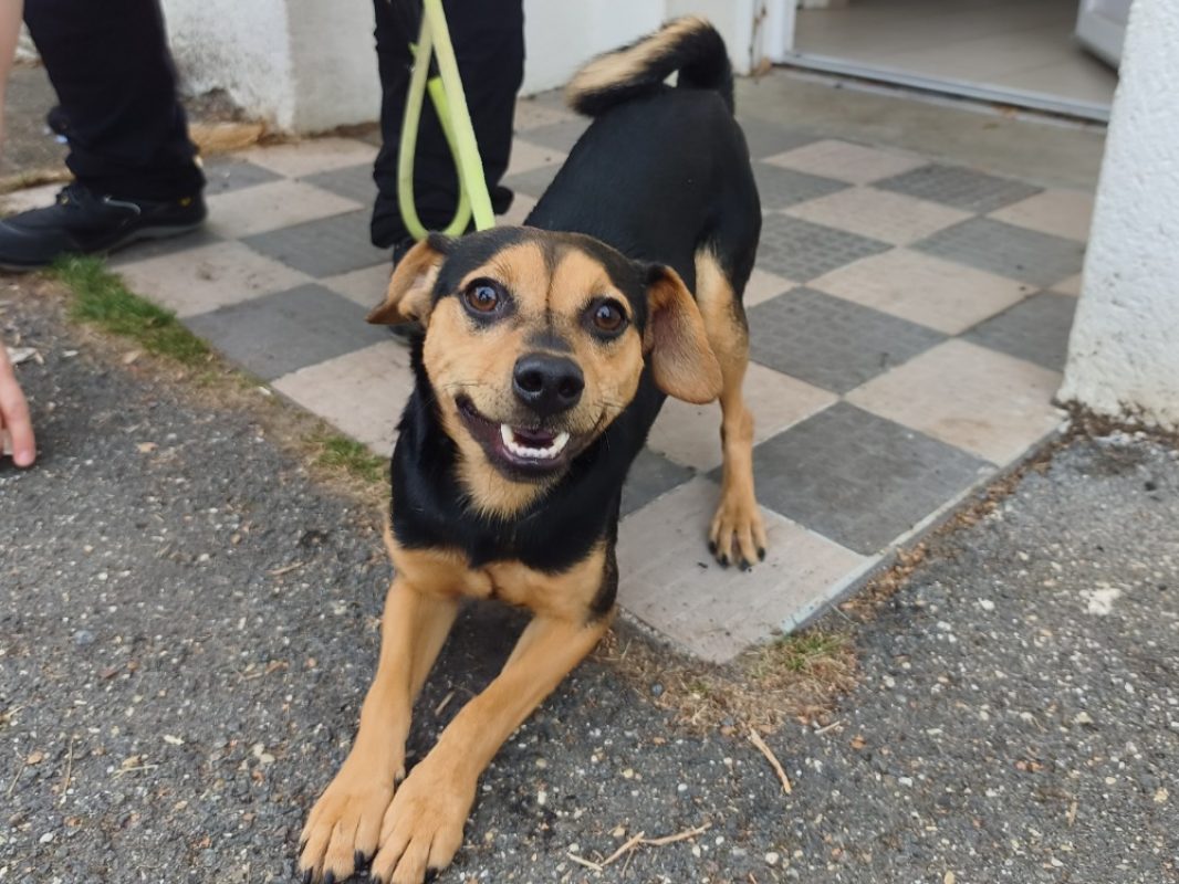 Loki - Chien à adopter