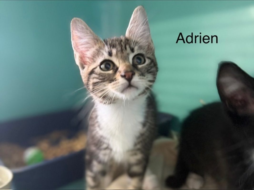 Adrien - Chat Européen à adopter