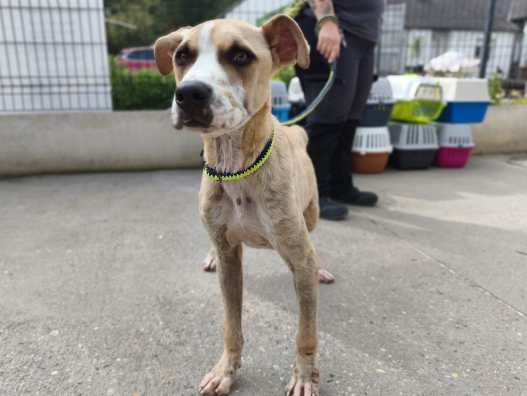Kazou - Chien Bouledogue Américain à adopter