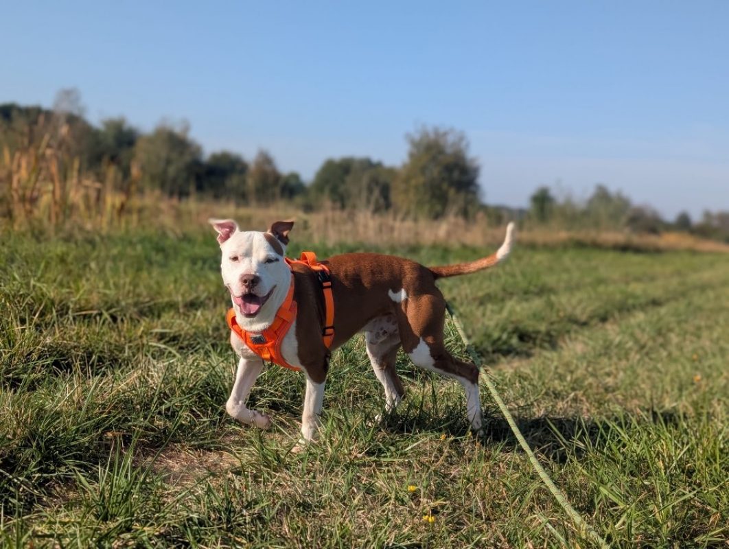 Yassko - Chien Bouledogue Américain à adopter