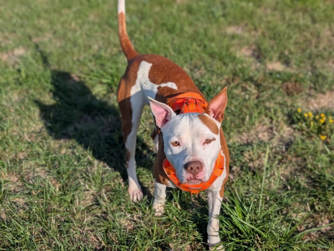 Yassko - Chien Bouledogue Américain à adopter - photo 2