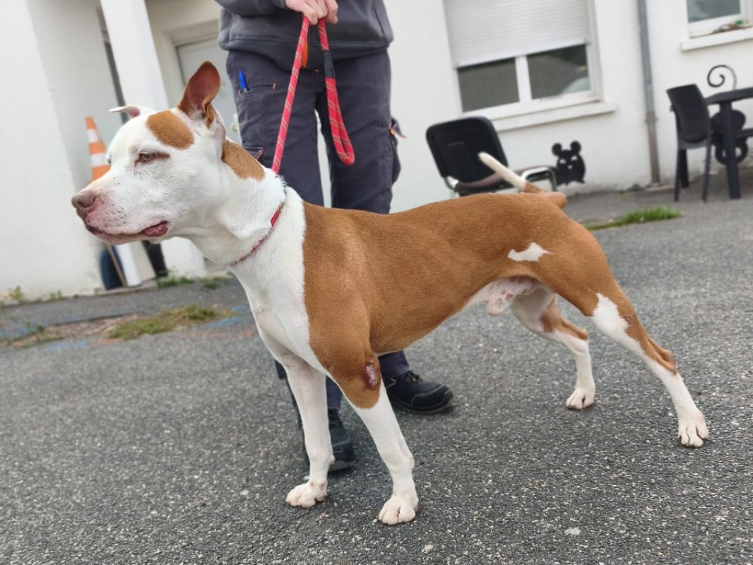Yassko - Chien Bouledogue Américain à adopter - photo 3