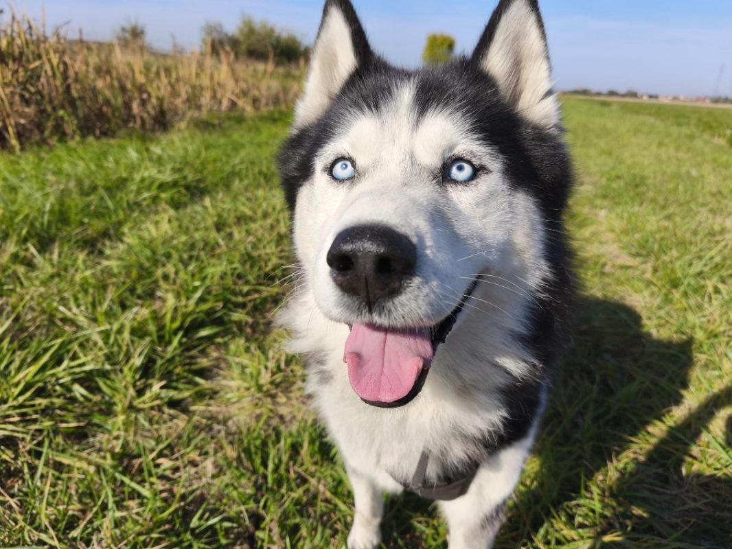 HermÈs - Chien Husky Sibérien à adopter