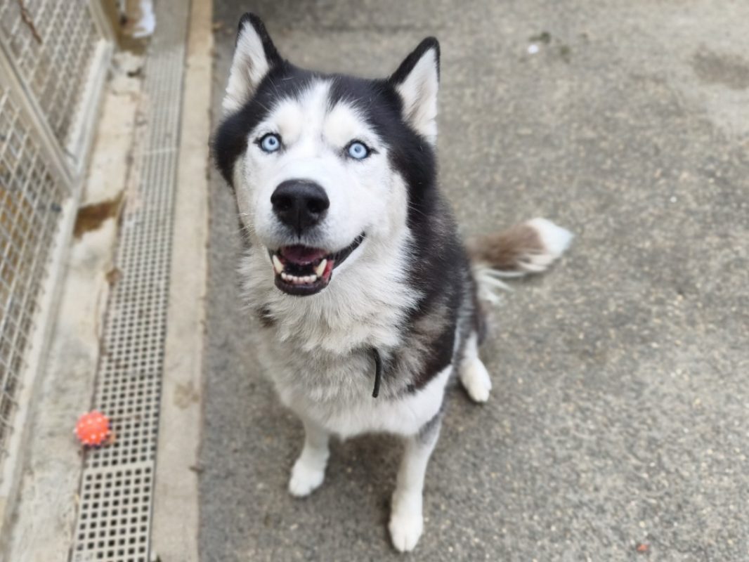HermÈs - Chien Husky Sibérien à adopter - photo 2
