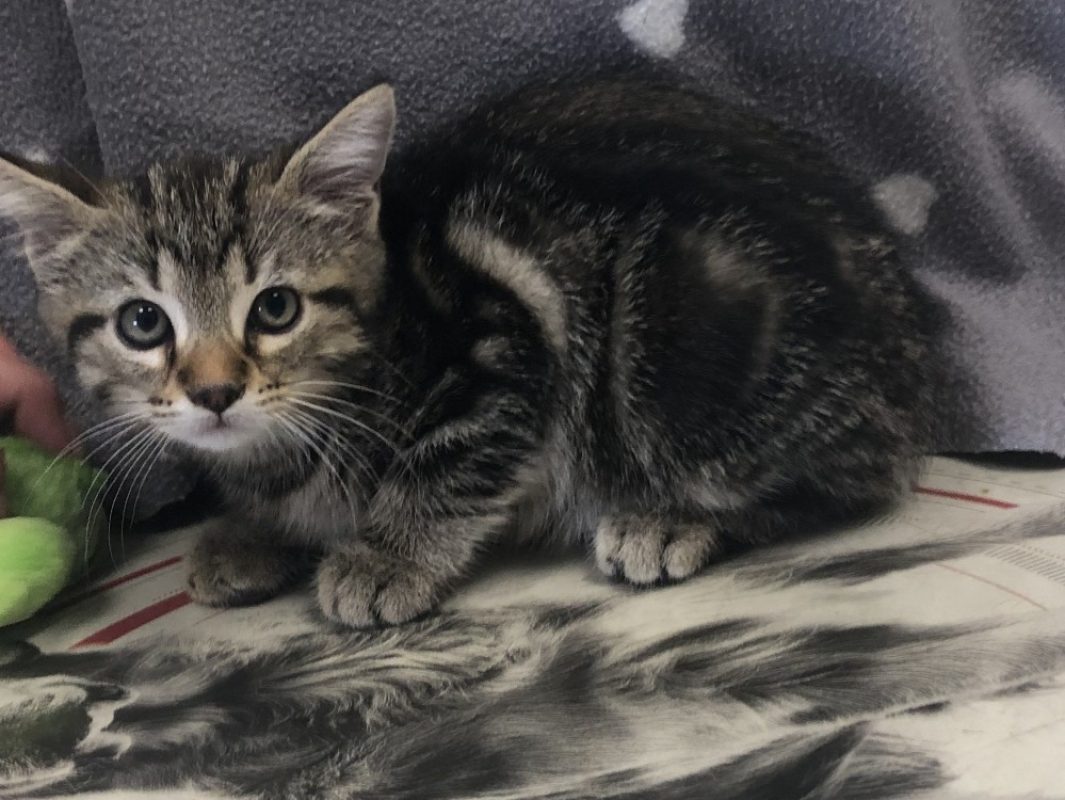 Zenith - Chat Européen à adopter