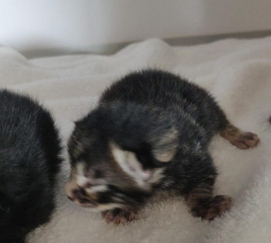 Zenith - Chat Européen à adopter - photo 2