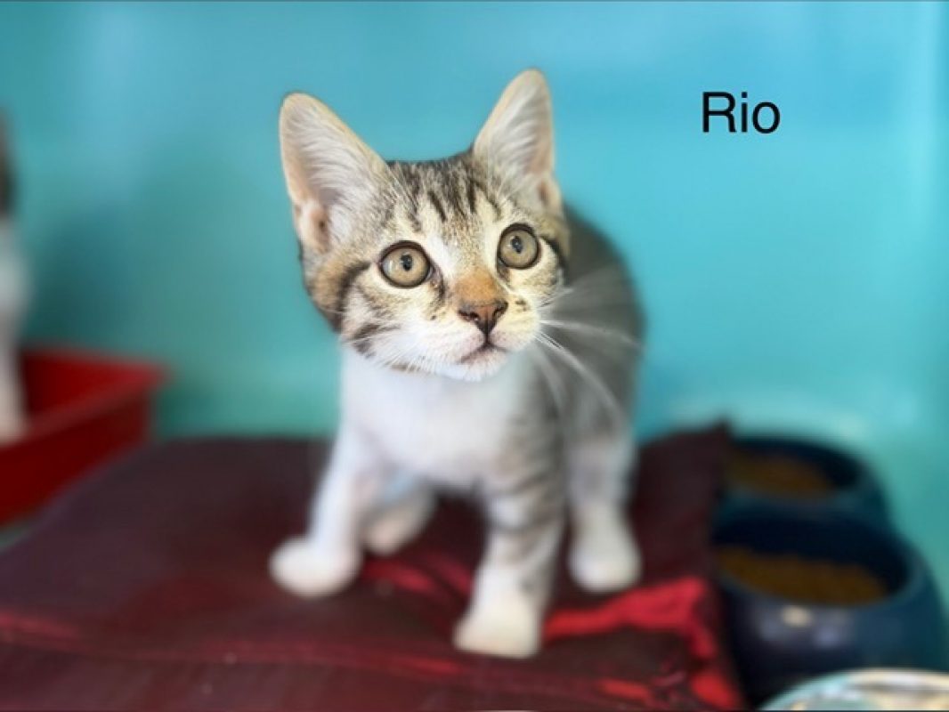 Rio - Chat Européen à adopter