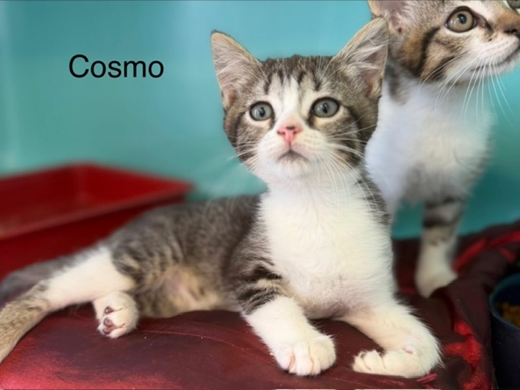 Cosmo - Chat Européen à adopter