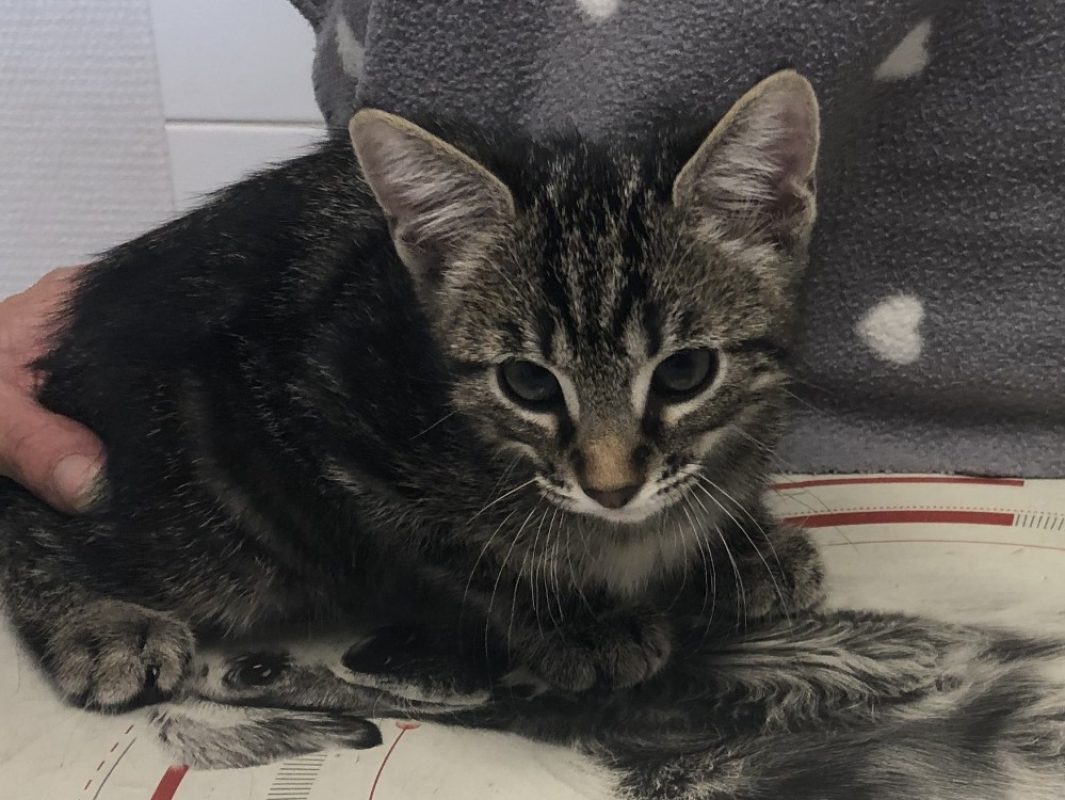 Solis - Chat Européen à adopter